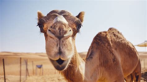 Jogar Desert Camel no modo demo